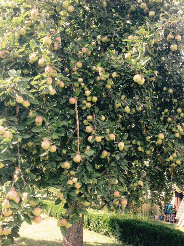BuKi-Bio-Apfelsaft vom Bussen (1)
