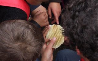 IMG_4417 Honig-Herstellung: Bienenwoche