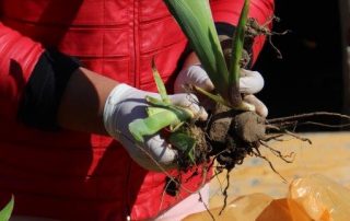 Gartenarbeit Frauen Gartenarbeit