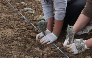 Gartenarbeit Lavendel Soziale Arbeit Garten