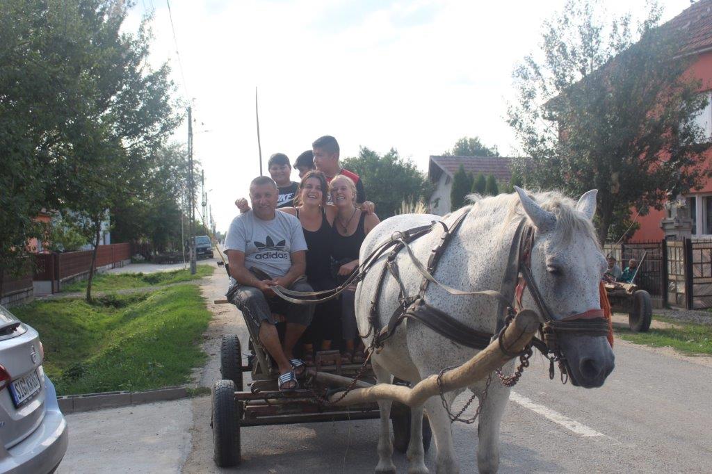 Kutsche Reiten Pferdefuhrwerk Ausflug