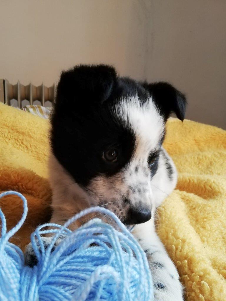 2022 02 22 Momo Mäxle und hungerige Vögel (6)